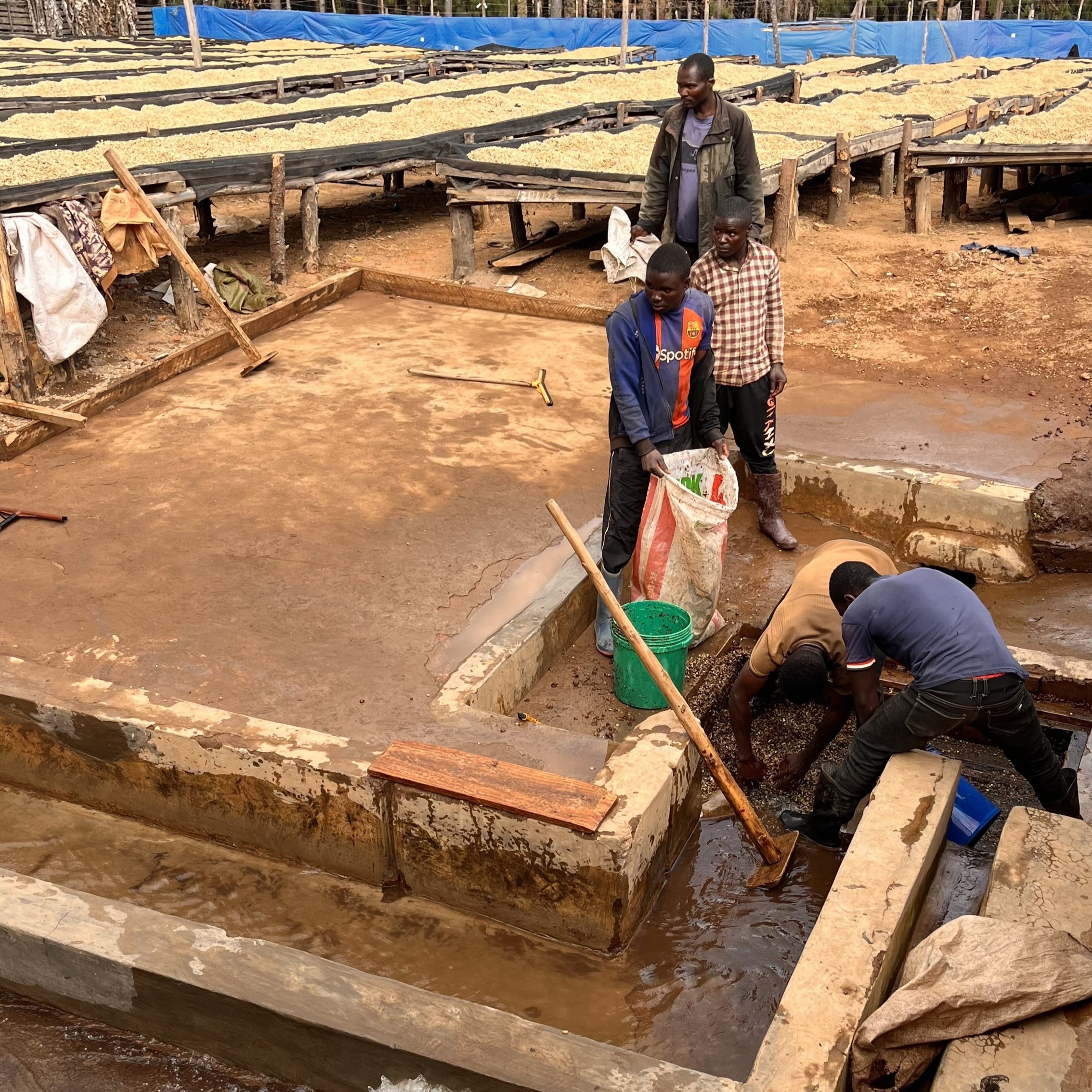 Tanzania Iloma Washed(25/26年クロップ) | ORIGIN COUNTRIES for